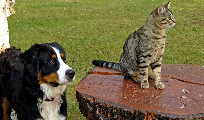 can-dogs-and-cats-mate