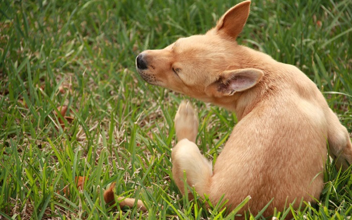 can-dogs-carry-lice