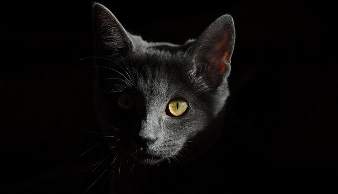 Can Cats Have Autism