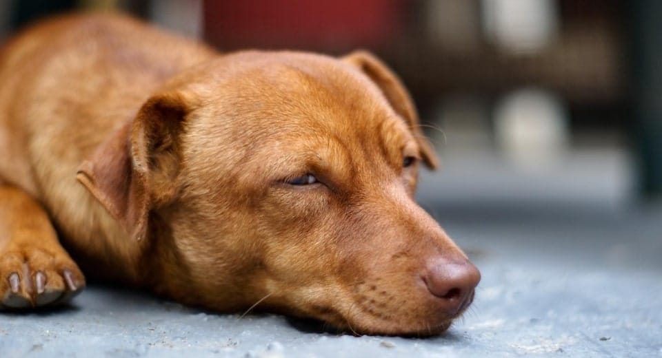 This Is How You Can Stop Your Dog's Nail Bleeding 1