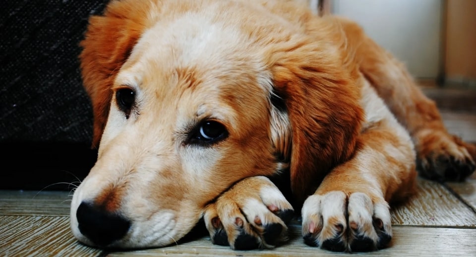 This Is How You Can Stop Your Dog's Nail Bleeding 2