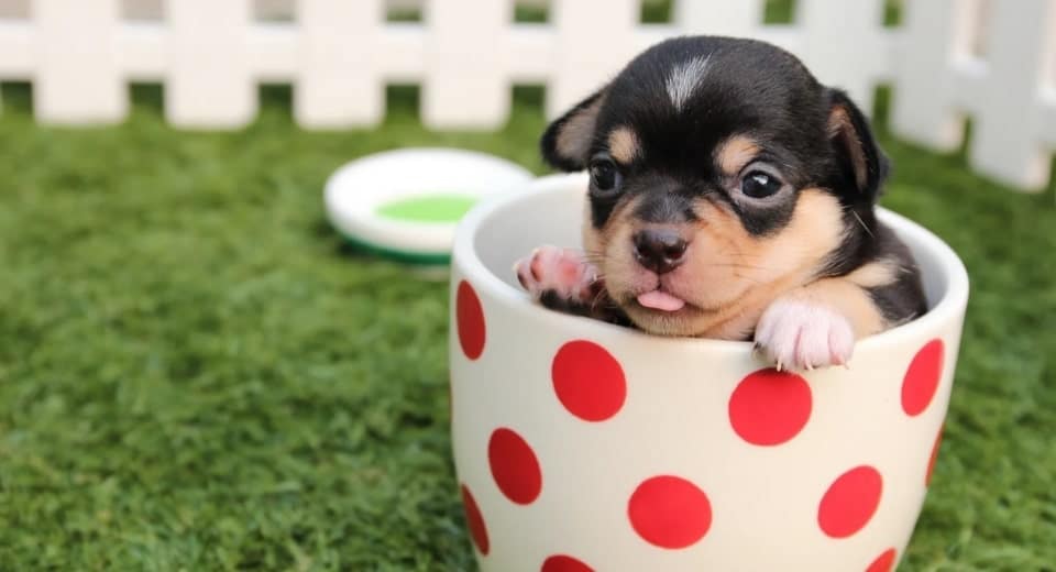 Use Nail Clippers Safely On Your Dog With A Guard 1