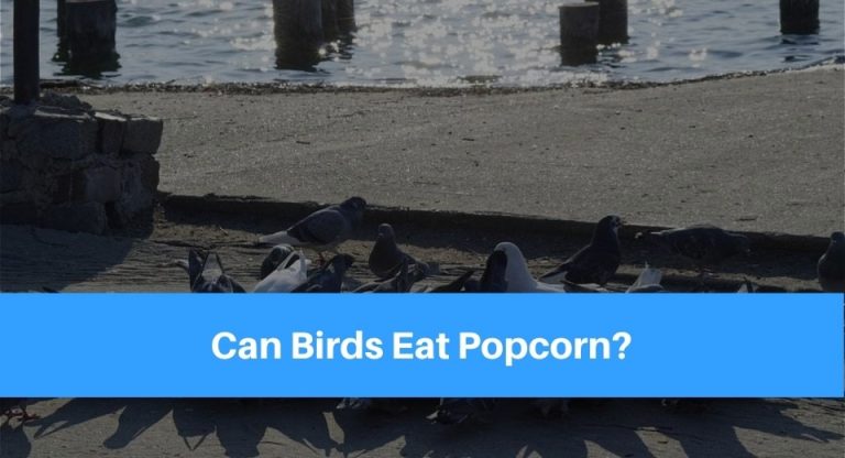Can Birds Eat Popcorn