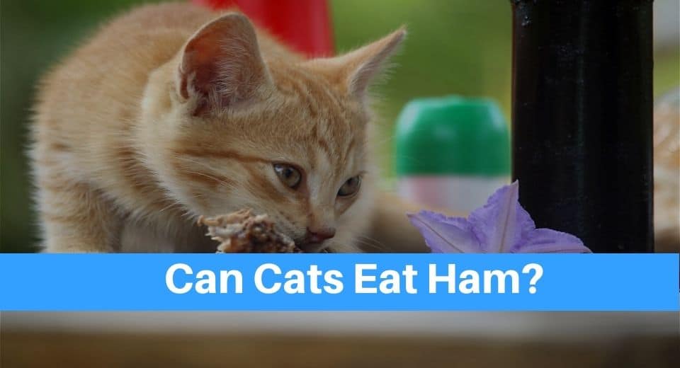 cat-eat-ham