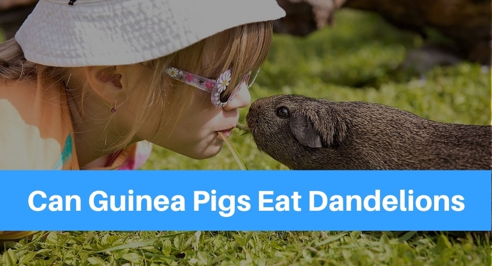 can guinea pigs eat dandelion