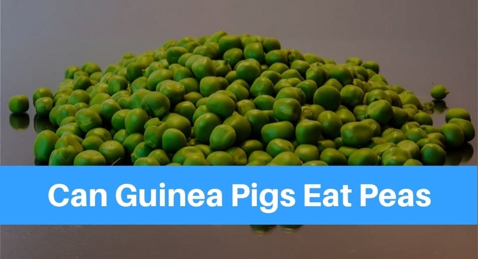 52 Top Images Can Cats Eat Sweet Peas : Can Cats Eat Peas? | Cuteness in 2020 | Dog food recipes ...