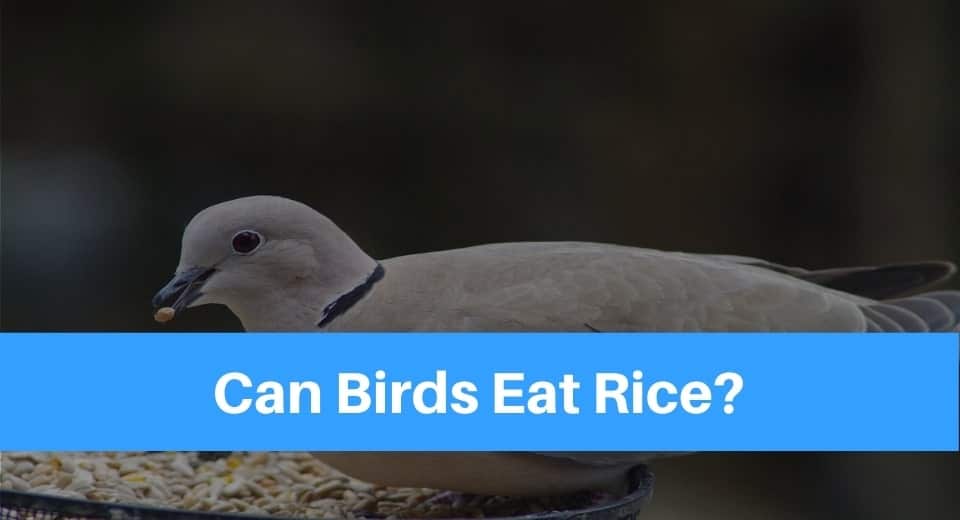 bird-eat-rice
