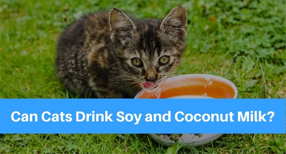 soy milk for cats