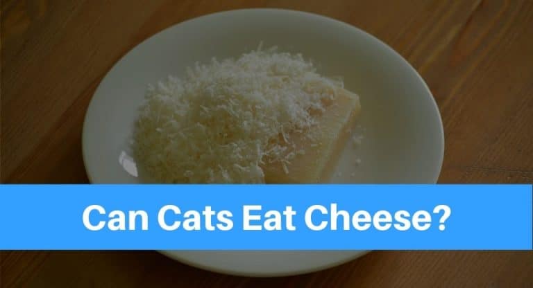 cats-eat-cheese
