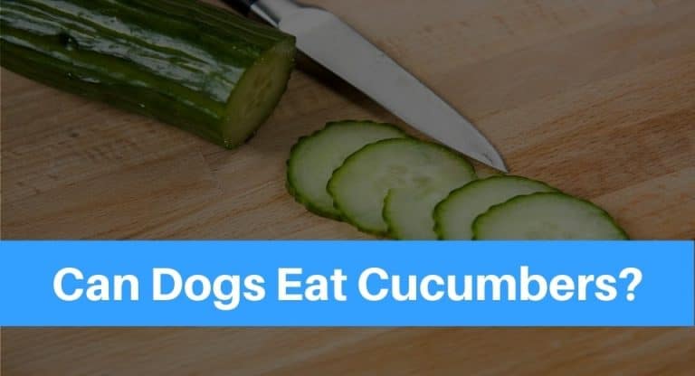 dog-eat-cucumbers