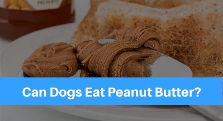 dog-eat-peanut-butter