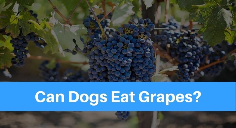 dogs-eat-grapes