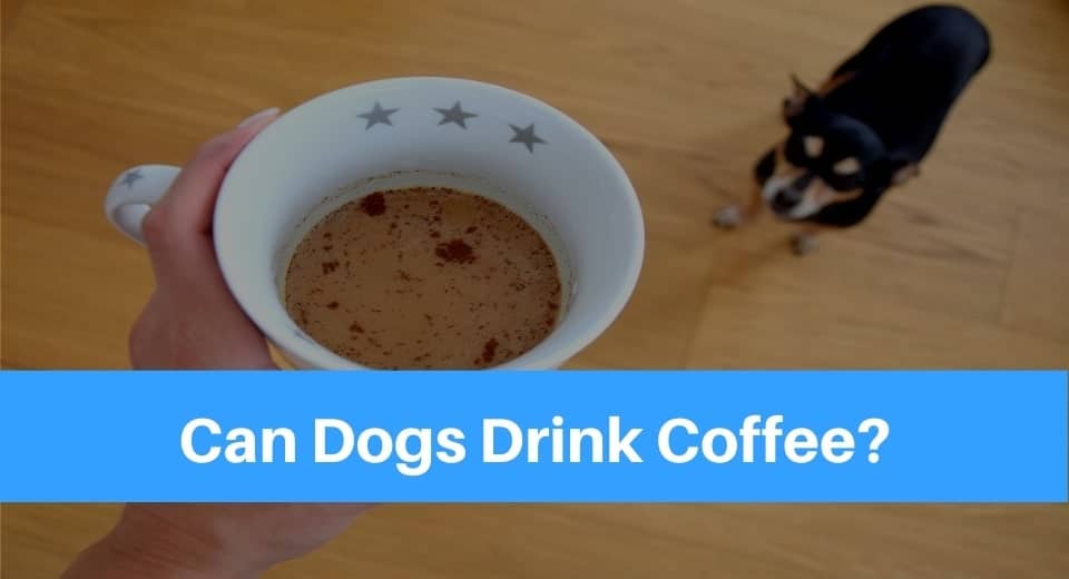 what does coffee do to dogs