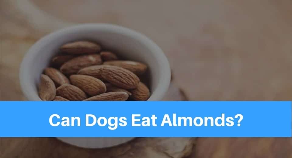 eat-almonds