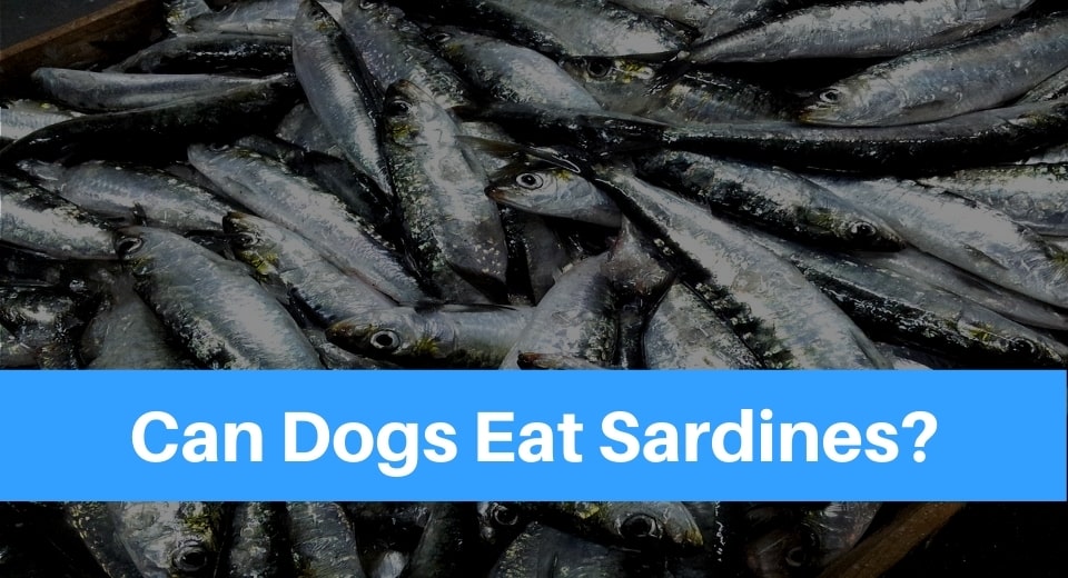 eat-sardines