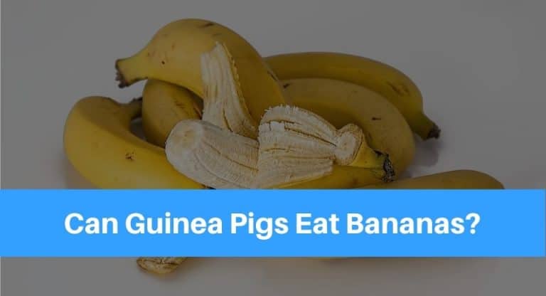 guinea-pig-banana