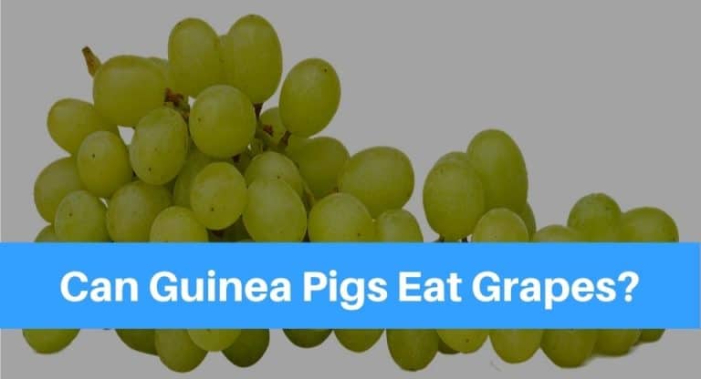 guinea-pig-grapes
