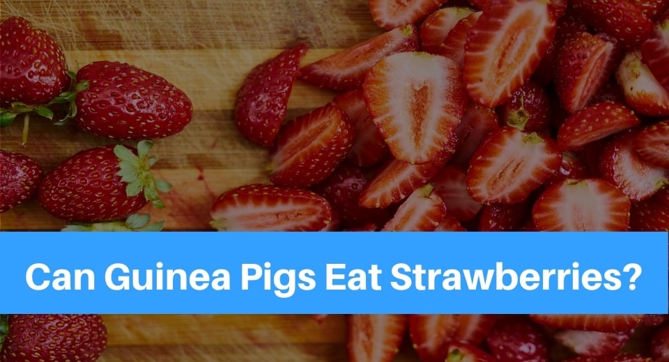 guinea-pig-strawberry