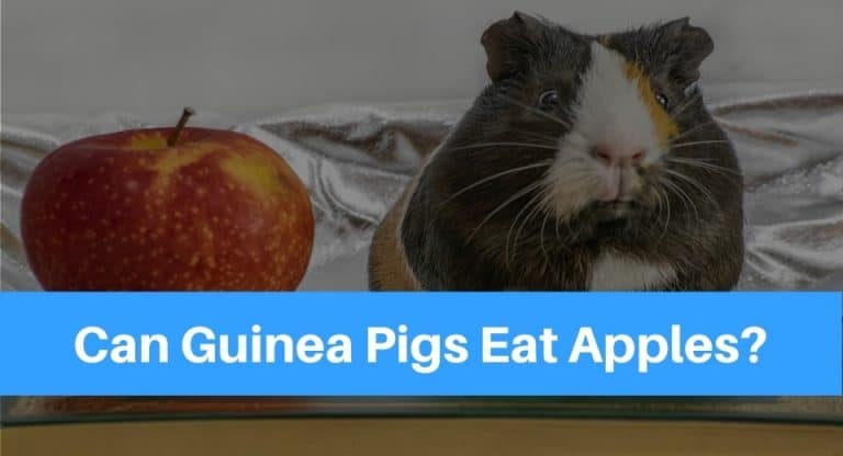 guinea-pigs-apple