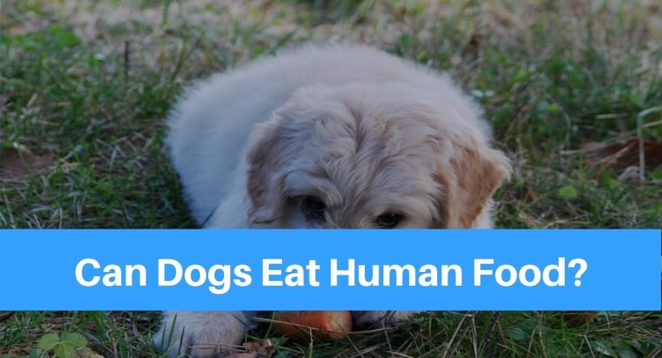 human-food