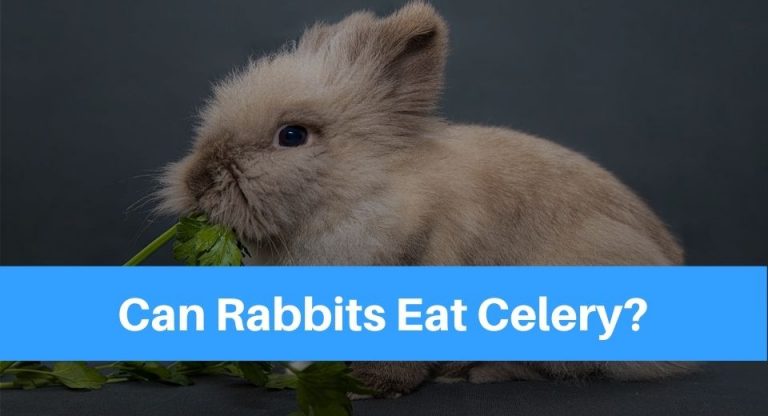raabit-eat-celery