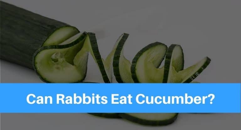 rabbit-eat-cucumber
