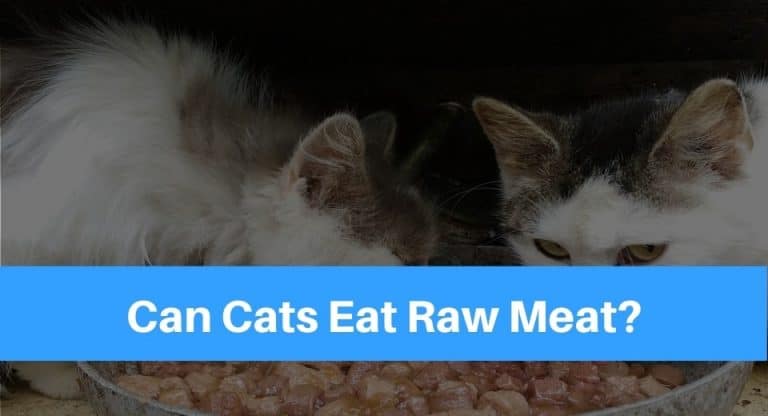 raw-meat
