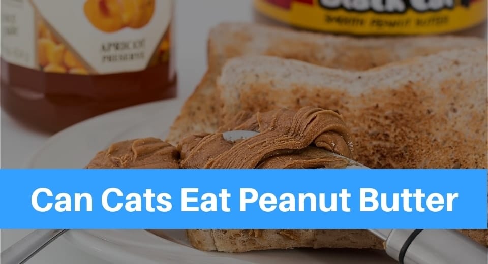Can Cats Eat Peanut Butter? Petsolino