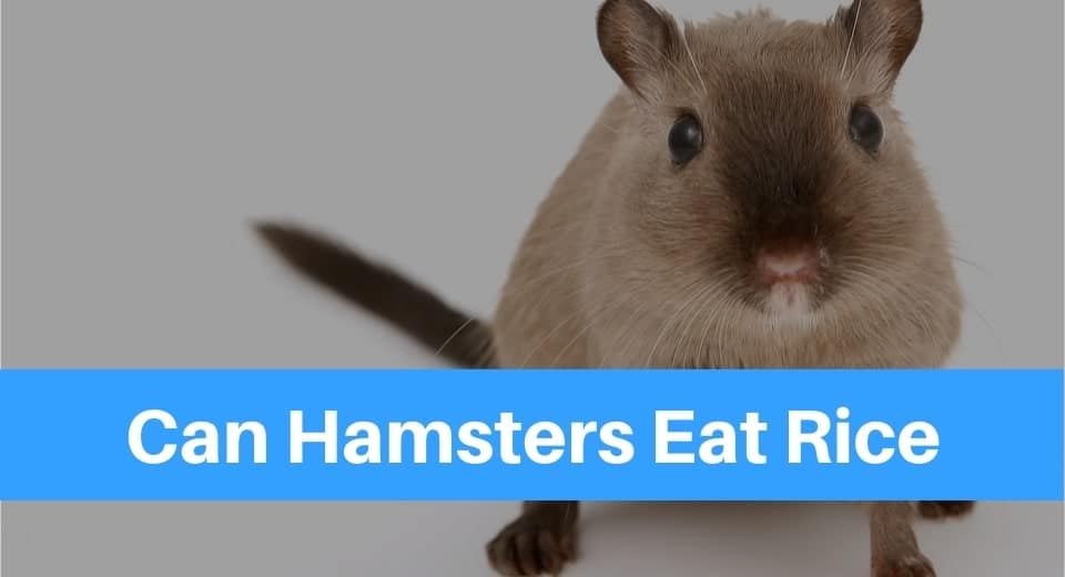 Can Hamsters Eat Rice? - Petsolino