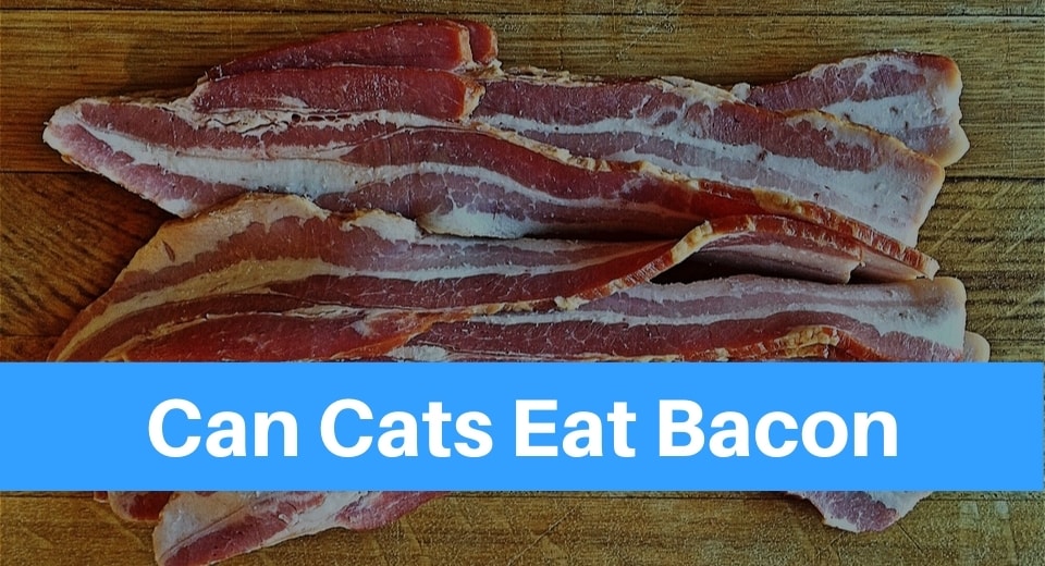 32 Top Photos Can Cats Eat Bacon Cooked / Can Cats Eat Bacon? Waldo's