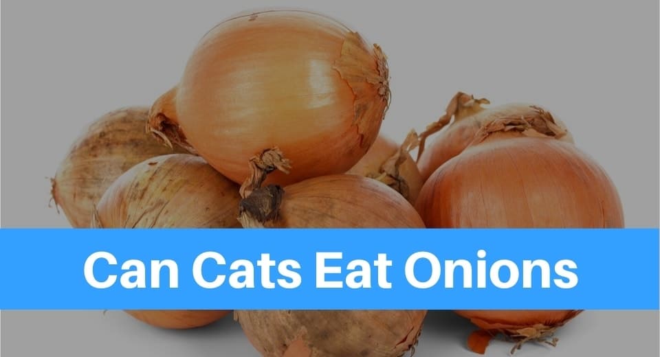 Can Cats Eat Onions? - Petsolino