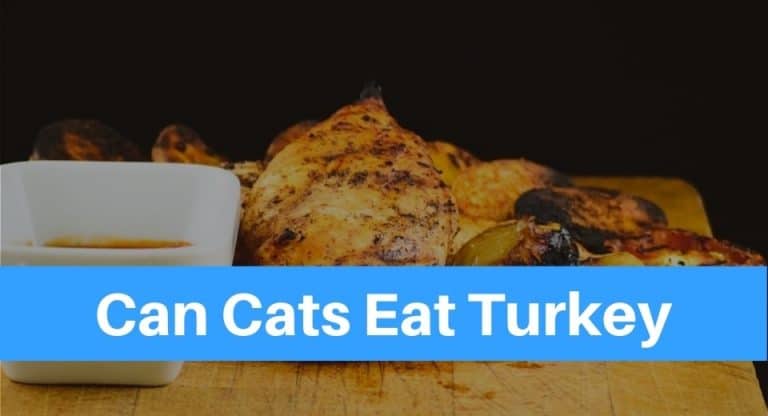 Can Cats Eat Turkey? - Petsolino