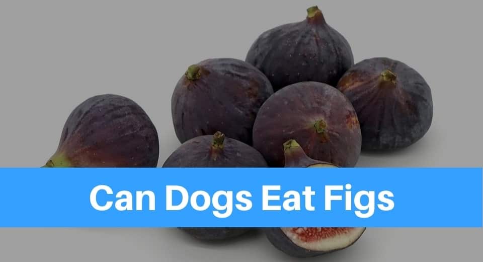 can dogs eat dried figs