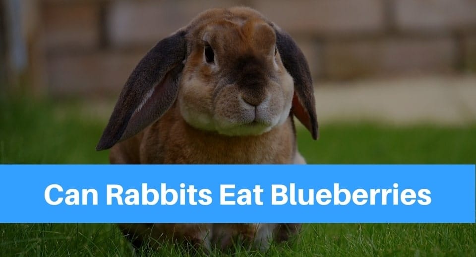 Can Rabbits Eat Blueberries? - Petsolino