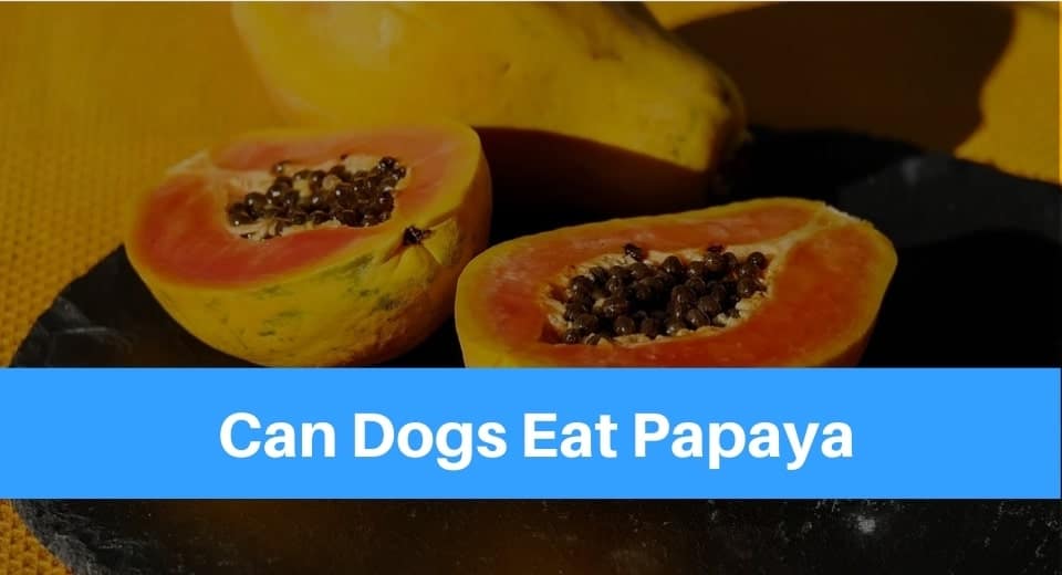 Can-Dog-Eat-Papaya