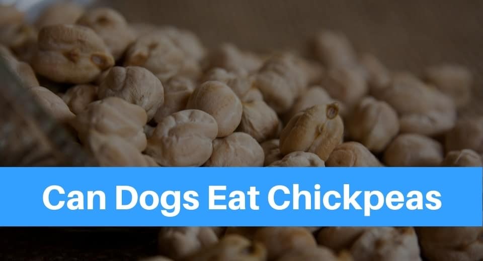 are chickpeas safe for dogs