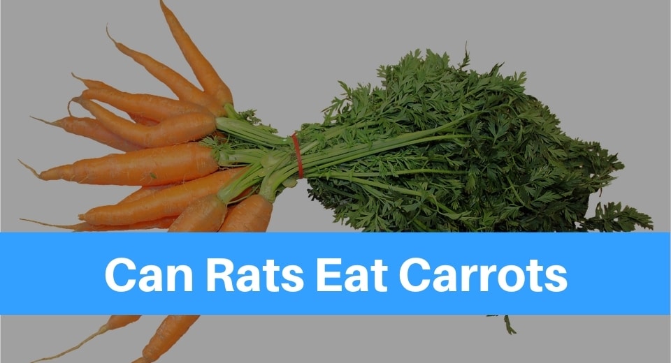 Can Rats Eat Carrots? - Petsolino