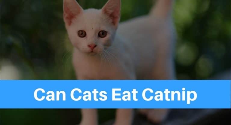 Can Cats Eat Catnip
