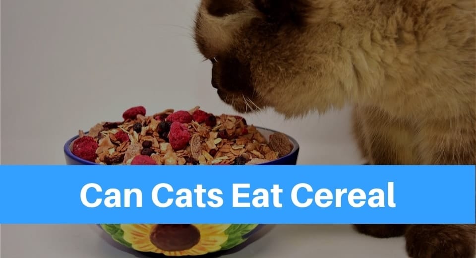 can-cats-eat-cereal
