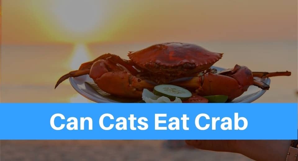 can-cats-eat-crab