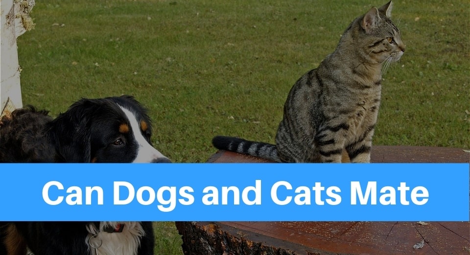 can-dogs-and-cats-mate