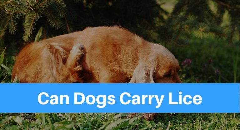 can-dogs-carry-lice
