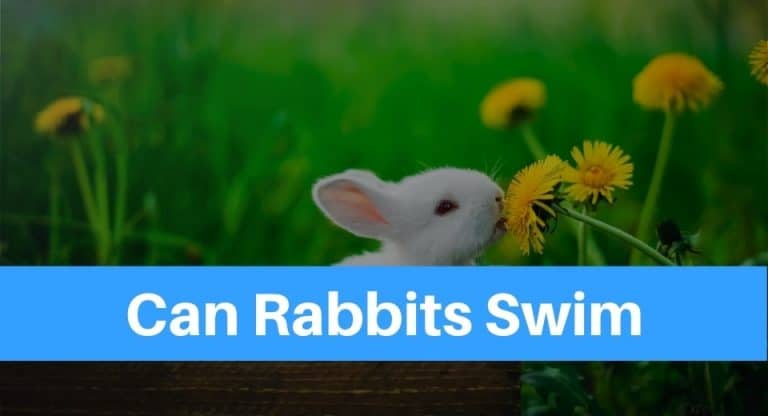 can-rabbits-swim
