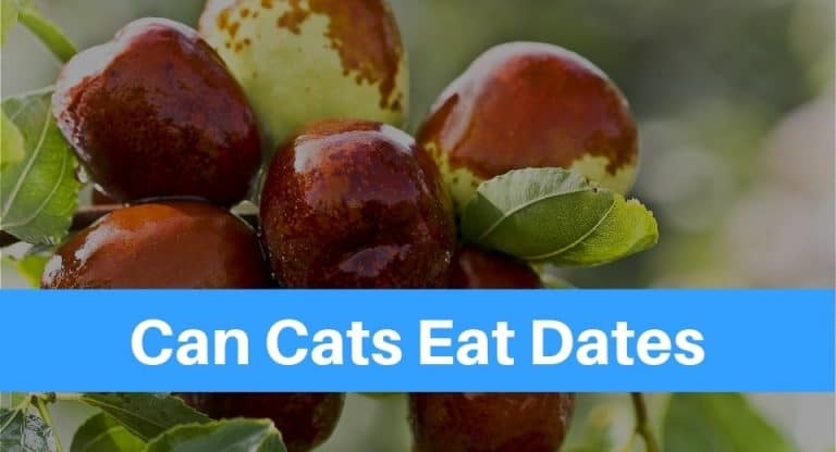 can-cats-eat-dates