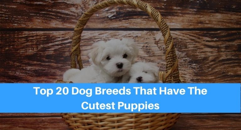 Top 20 Dog Breeds That Have The Cutest Puppies - Petsolino