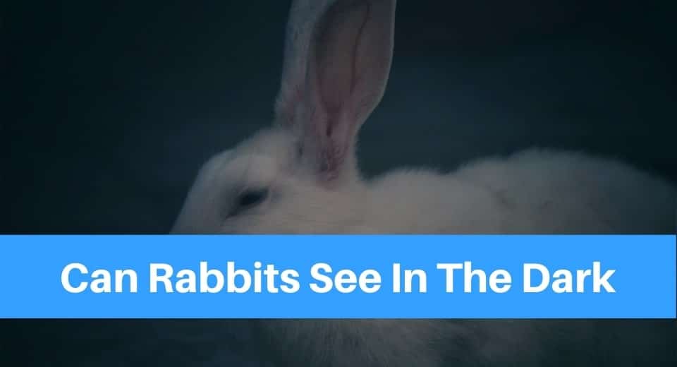 can-rabbits-see-in-the-dark