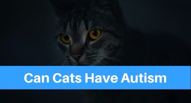 Can Cats Have Autism