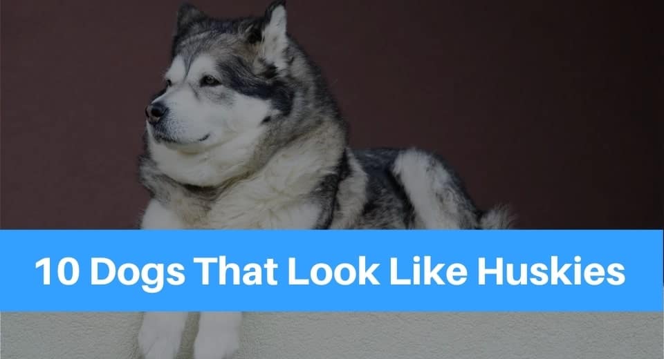 small dog breeds that look like huskies