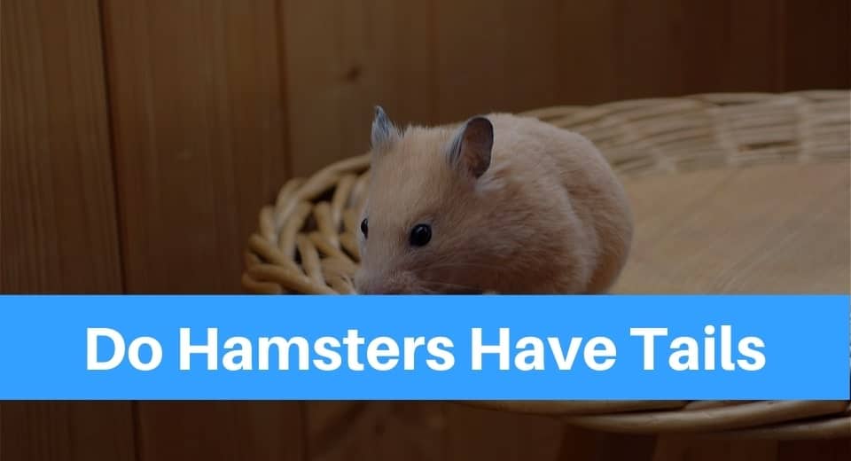 Do Hamsters Have Tails