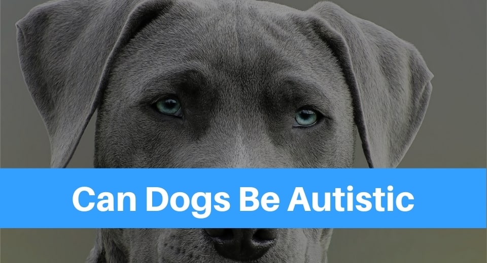Can Dogs Be Autistic